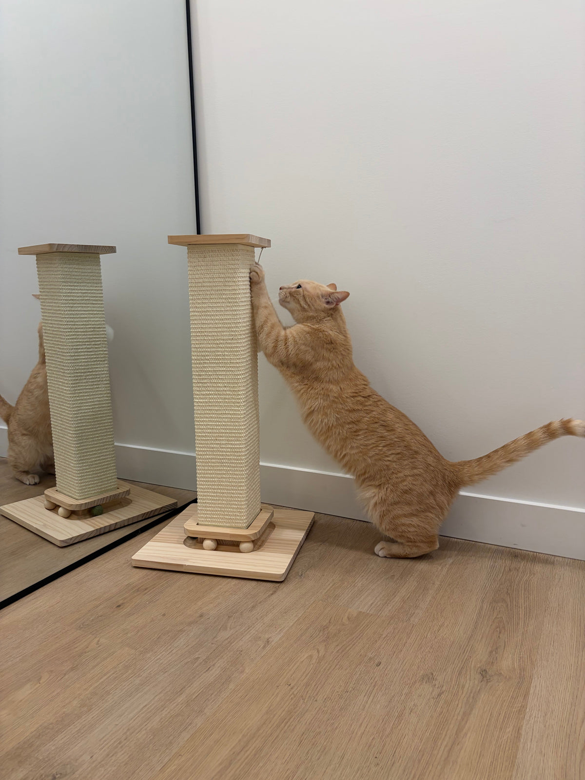 Ginger cat playing with tall sisal cat scratching post at home